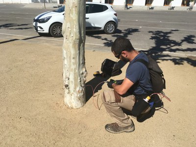 Alcarràs comença el tractament d'endoterapia per al control de plagues